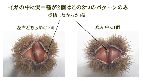 イガ栗　形　実２個入り　受粉　画像