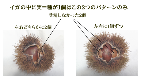 イガ栗　形　実１個入り　受粉　画像