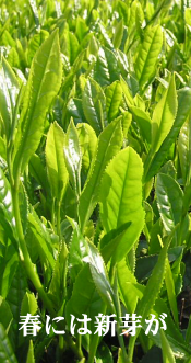 茶苗 新芽 若葉 垣根 生垣 庭木